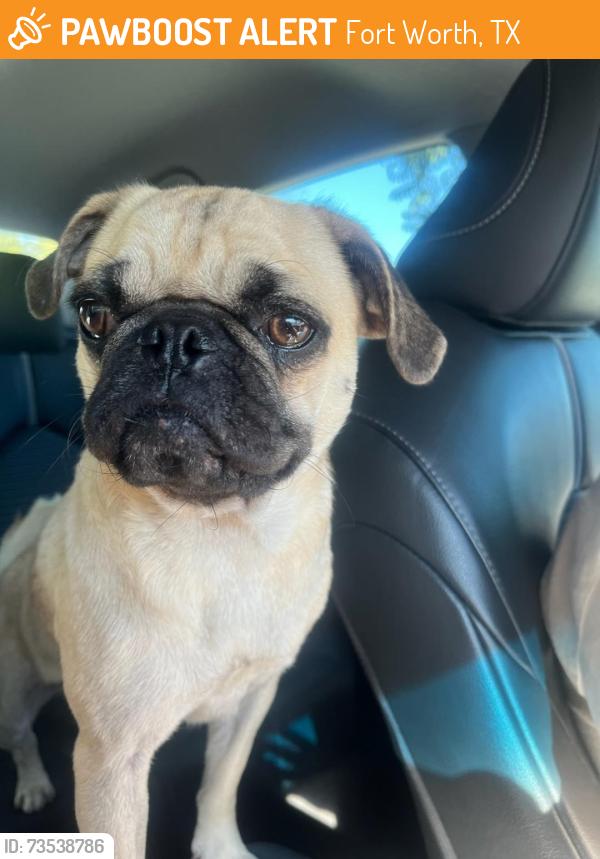Found/Stray Female Dog last seen Loving Avenue, Fort Worth, TX 76111
