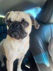 Found/Stray Female Dog last seen Loving Avenue, Fort Worth, TX 76111