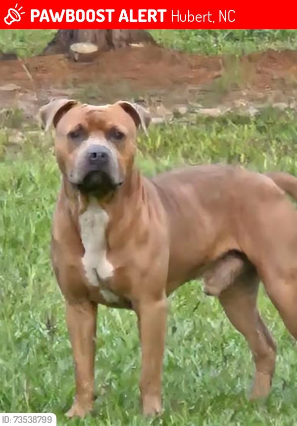 Lost Male Dog last seen Near, Hubert, NC 28539