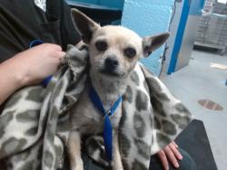 Shelter Stray Female Dog last seen COORS & RIO BRAVO, 11800 Sunset Gardens Rd SW, Albuquerque, NM 87121, USA