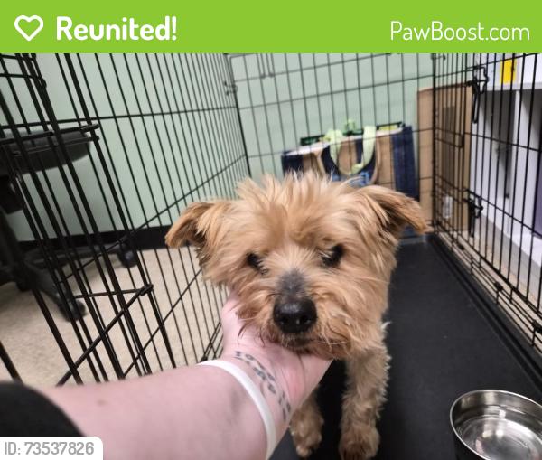Reunited Male Dog last seen Se 52nd and se long st, Portland, OR 97206