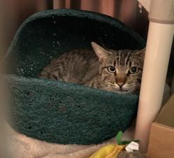Shelter Stray Male Cat last seen TEACHERS AVE/FERRIS ST, 92614, 6443 Oak Canyon, Irvine, CA 92618, USA