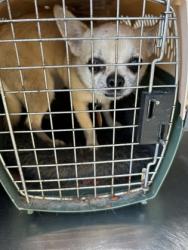 Shelter Stray Male Dog last seen Near E Presidio St, Central District, TX, 355 Hillshire Dr, Haslet, TX 76052, USA