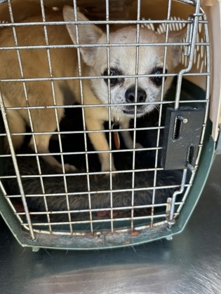 Shelter Stray Male Dog last seen Near E Presidio St, Central District, TX, 355 Hillshire Dr, Haslet, TX 76052, USA
