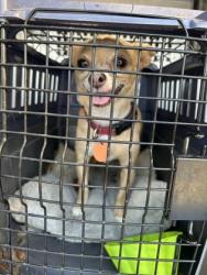 Shelter Stray Female Dog last seen Near E Presidio St, Central District, TX, 355 Hillshire Dr, Haslet, TX 76052, USA