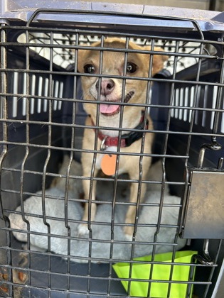 Shelter Stray Female Dog last seen Near E Presidio St, Central District, TX, 355 Hillshire Dr, Haslet, TX 76052, USA