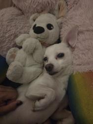Reunited Male Dog last seen Edinger and Vanness, Santa Ana, CA 92707