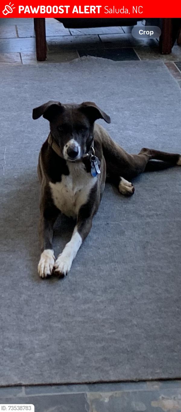 Lost Female Dog last seen Heatherly Hts rd & Pace Mountain Rd Saluda, Saluda, NC 28773
