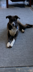 Lost Female Dog last seen Heatherly Hts rd & Pace Mountain Rd Saluda, Saluda, NC 28773