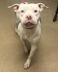 Shelter Stray Male Dog last seen Near Glen Hollow Decatur, 30034, 30034, GA, 3280 Chamblee Dunwoody Rd, Chamblee, GA 30341, USA