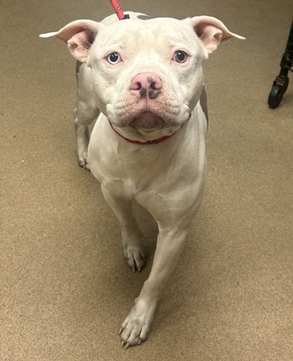Shelter Stray Male Dog last seen Near Glen Hollow Decatur, 30034, 30034, GA, 3280 Chamblee Dunwoody Rd, Chamblee, GA 30341, USA