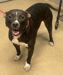 Shelter Stray Female Dog last seen Near Fairforest Court Stone Mountain, 30088, GA, 3280 Chamblee Dunwoody Rd, Chamblee, GA 30341, USA