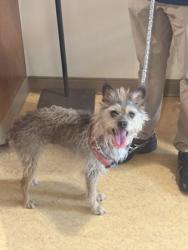 Shelter Stray Female Dog last seen Magnolia Ln, Cedar Hill, TX, 1150 E Pleasant Run Rd, Cedar Hill, TX 75104, USA