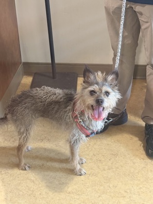 Shelter Stray Female Dog last seen Magnolia Ln, Cedar Hill, TX, 1150 E Pleasant Run Rd, Cedar Hill, TX 75104, USA