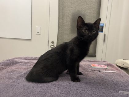 Shelter Stray Male Cat last seen E 67th Street and Swope Parkway, 64132, MO, 7077 Elmwood Ave, Kansas City, MO 64132, USA