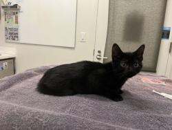 Shelter Stray Male Cat last seen E 67th Street and Swope Parkway, 64132, MO, 7077 Elmwood Ave, Kansas City, MO 64132, USA