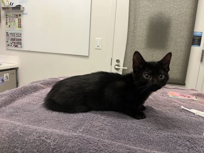 Shelter Stray Male Cat last seen E 67th Street and Swope Parkway, 64132, MO, 7077 Elmwood Ave, Kansas City, MO 64132, USA