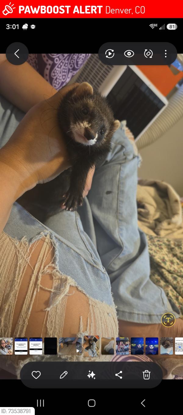 Lost Female Ferret last seen Cherry st between 8th Avenue and 6th Avenue, Denver, CO 80220