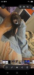 Lost Female Ferret last seen Cherry st between 8th Avenue and 6th Avenue, Denver, CO 80220