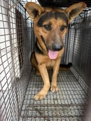 Shelter Stray Male Dog last seen N Rolinda and W Dakota Ave, Fresno Zone Fresno CO 1A 93706, CA, 1510 W Dan Ronquillo Dr, Fresno, CA 93706, USA