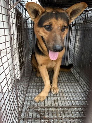Shelter Stray Male Dog last seen N Rolinda and W Dakota Ave, Fresno Zone Fresno CO 1A 93706, CA, 1510 W Dan Ronquillo Dr, Fresno, CA 93706, USA