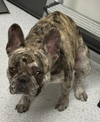 Shelter Stray Male Dog last seen Near E 20th st, Oakland, CA, 1101 29th Ave, Oakland, CA 94601, USA
