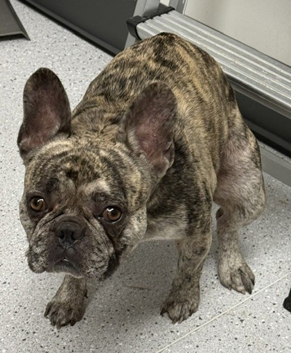 Shelter Stray Male Dog last seen Near E 20th st, Oakland, CA, 1101 29th Ave, Oakland, CA 94601, USA