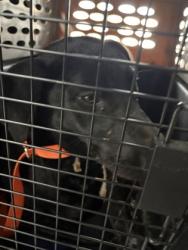 Shelter Stray Male Dog last seen N Rolinda and W Dakota Ave, Fresno Zone Fresno CO 1A 93706, CA, 1510 W Dan Ronquillo Dr, Fresno, CA 93706, USA