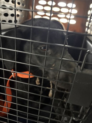 Shelter Stray Male Dog last seen N Rolinda and W Dakota Ave, Fresno Zone Fresno CO 1A 93706, CA, 1510 W Dan Ronquillo Dr, Fresno, CA 93706, USA