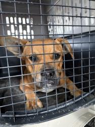 Shelter Stray Male Dog last seen N Rolinda and W Dakota Ave, Fresno Zone Fresno CO 1A 93706, CA, 1510 W Dan Ronquillo Dr, Fresno, CA 93706, USA