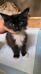 Shelter Stray Male Cat last seen Dumped at OAS Night Drop, Oakland,, 1101 29th Ave, Oakland, CA 94601, USA