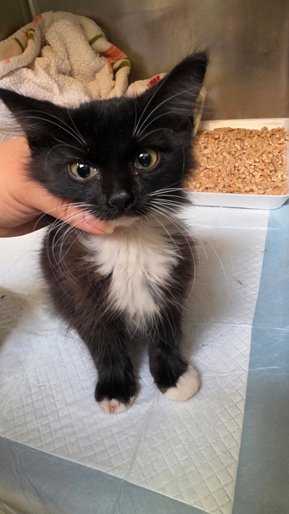 Shelter Stray Male Cat last seen Dumped at OAS Night Drop, Oakland,, 1101 29th Ave, Oakland, CA 94601, USA