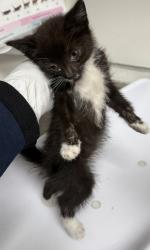 Shelter Stray Female Cat last seen Near fallon St, Oakland, CA, 1101 29th Ave, Oakland, CA 94601, USA