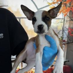 Shelter Stray Unknown Dog last seen Colegate Dr and Cypress Dr, City of College Station, TX, 5359 Leonard Rd, Bryan, TX 77807, USA