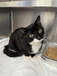 Shelter Stray Male Cat last seen Near Fulton Industrial Blvd, Atlanta, GA, 1251 Fulton Industrial Blvd NW, Atlanta, GA 30336, USA