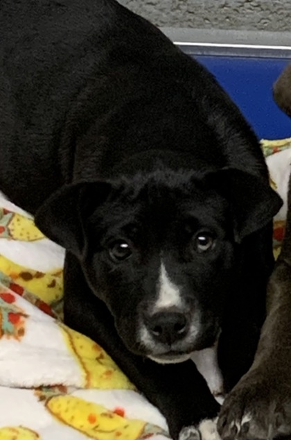 Shelter Stray Female Dog last seen Meadowlake Rd & Conner (ACO-AM), Meadow Lake,, 1209 NM-314, Los Lunas, NM 87031, USA