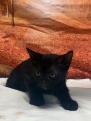 Shelter Stray Male Cat last seen Near Cats Paw View, Unknown, TX, 11300 Nacogdoches Rd, San Antonio, TX 78217, USA