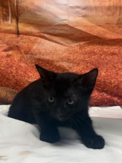 Shelter Stray Male Cat last seen Near Cats Paw View, Unknown, TX, 11300 Nacogdoches Rd, San Antonio, TX 78217, USA