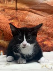Shelter Stray Female Cat last seen Near Cats Paw View, Unknown, TX, 11300 Nacogdoches Rd, San Antonio, TX 78217, USA