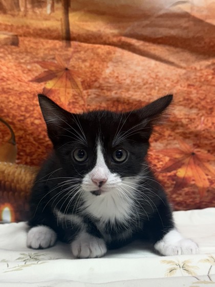 Shelter Stray Female Cat last seen Near Cats Paw View, Unknown, TX, 11300 Nacogdoches Rd, San Antonio, TX 78217, USA