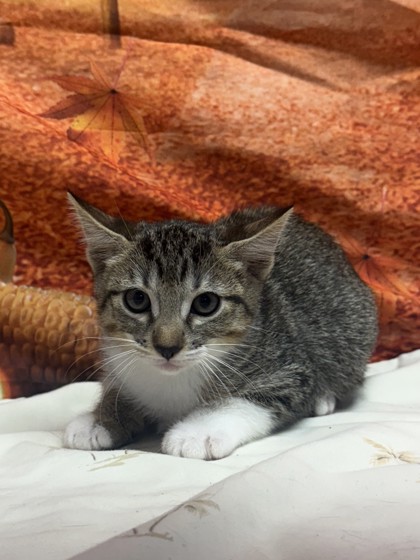 Shelter Stray Female Cat last seen Near Cats Paw View, Unknown, TX, 11300 Nacogdoches Rd, San Antonio, TX 78217, USA