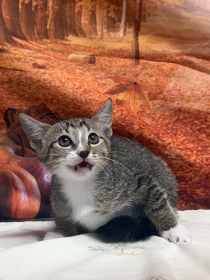 Shelter Stray Female Cat last seen Near Cats Paw View, Unknown, TX, 11300 Nacogdoches Rd, San Antonio, TX 78217, USA
