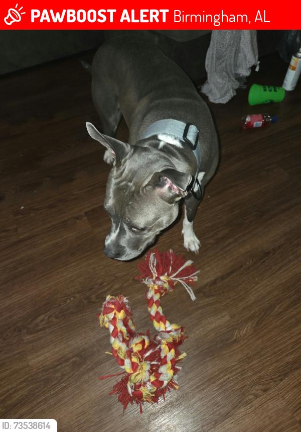 Lost Female Dog last seen Near 31st ensley, Birmingham, AL 35208
