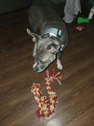Lost Female Dog last seen Near 31st ensley, Birmingham, AL 35208