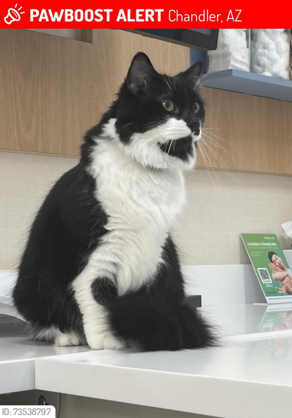 Lost Male Cat last seen Alma School & Chandler Blvd, Chandler, AZ 85224