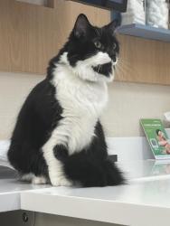 Lost Male Cat last seen Alma School & Chandler Blvd, Chandler, AZ 85224