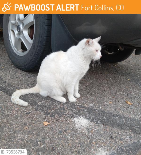 Found/Stray Male Cat last seen Behind Stuart Business Park at Brookview apmts, Fort Collins, CO 80524