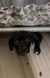 Shelter Stray Male Dog last seen Nereid Avenue, BRONX, NY, 10470, 326 E 110th St, New York, NY 10029, USA