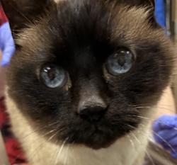 Shelter Stray Female Cat last seen NE, PORTLAND, OR, 97220, 1700 W Historic Columbia River Hwy, Troutdale, OR 97060, USA