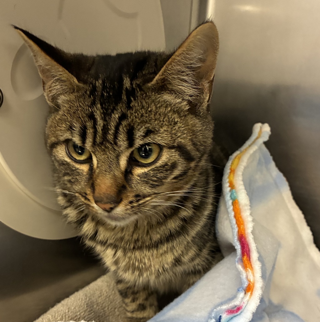 Shelter Stray Male Cat last seen NE 24th St/ NE Spruce Ave, GRESHAM, OR, 97030, 1700 W Historic Columbia River Hwy, Troutdale, OR 97060, USA